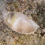 Marginellidae 01